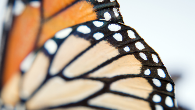 Parfums Hanae Mori Monarque Butterfly wings 2026