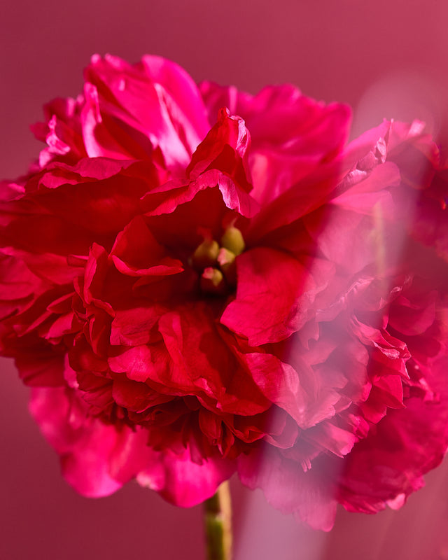 Hanae Mori Parfums Christmas 2025 flower